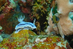 Chromodoris willani