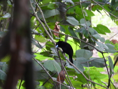 Ramphocelus flammigerus
