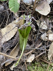 Scoliopus bigelovii
