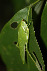 Philophyllia guttulata