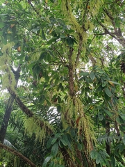 Barringtonia calyptrata