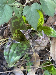 Scoliopus bigelovii