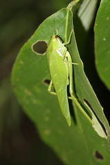 Philophyllia guttulata