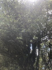 Coprosma foetidissima