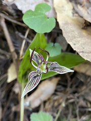 Scoliopus bigelovii