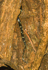 Leptodeira nigrofasciata