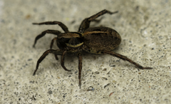 Artoriopsis
