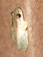 Scinax staufferi