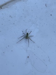 Cetratus rubropunctatus