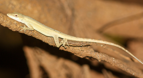 Silky Anole, Anolis sericeus