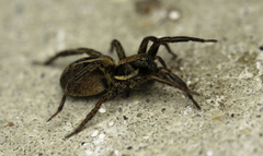 Artoriopsis