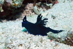 Tambja morosa