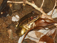 Lithobates forreri