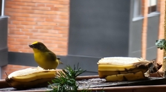 Euphonia laniirostris