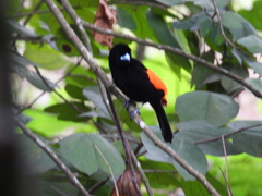 Ramphocelus flammigerus