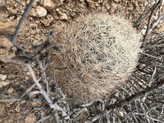 Escobaria chlorantha