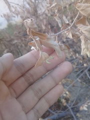 Stagmatoptera femoralis