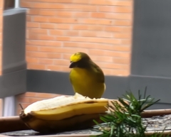 Euphonia laniirostris