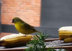 Euphonia laniirostris
