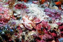 Goniobranchus coi