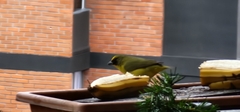 Euphonia laniirostris