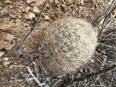 Escobaria chlorantha