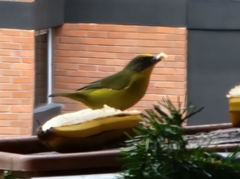 Euphonia laniirostris