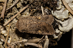 Proteuxoa tetronycha