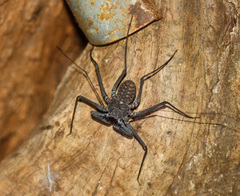 Phrynus whitei