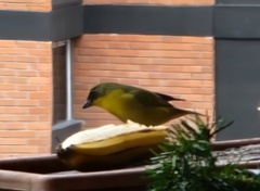 Euphonia laniirostris