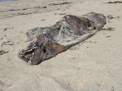 Zalophus californianus
