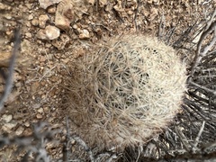 Escobaria chlorantha