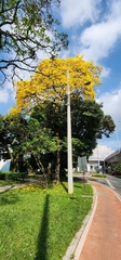 Handroanthus guayacan
