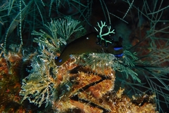 Tambja morosa