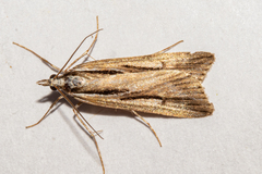 Scoparia panopla
