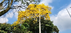Handroanthus guayacan