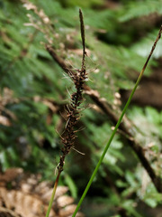 Carex uncinata