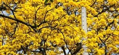 Handroanthus guayacan