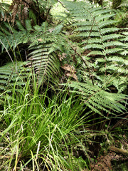 Carex uncinata