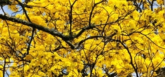 Handroanthus guayacan
