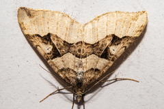 Xanthorhoe semifissata