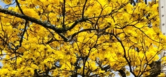 Handroanthus guayacan