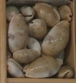 Naria erosa