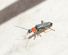 Chauliognathus tricolor