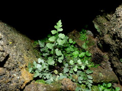 Asplenium hookerianum