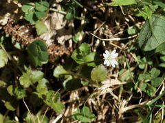 Epilobium pedunculare
