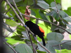 Ramphocelus flammigerus