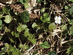 Epilobium pedunculare