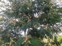 Acacia elata