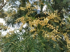 Acacia elata